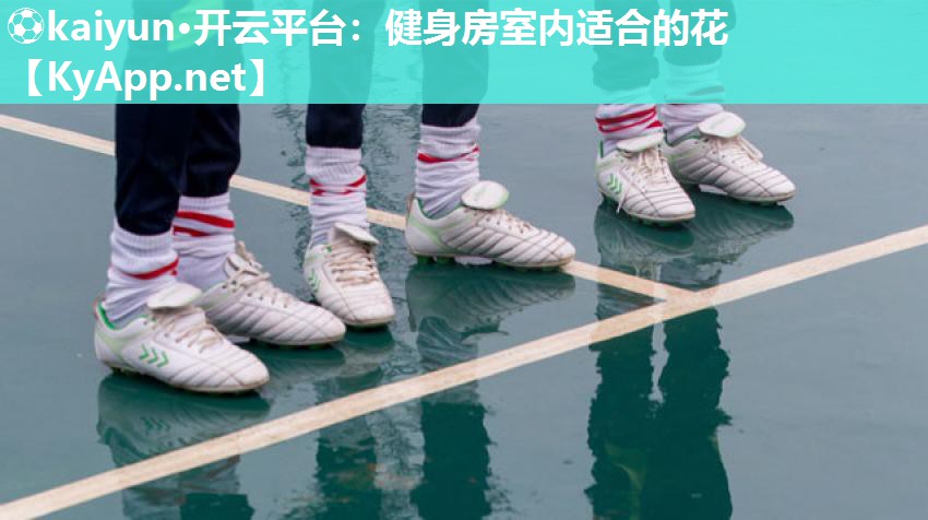 健身房室内适合的花